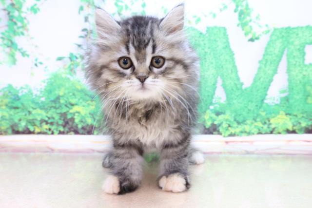 ラガマフィンの子猫 メス 岩見沢店 ペットショップcoo Riku