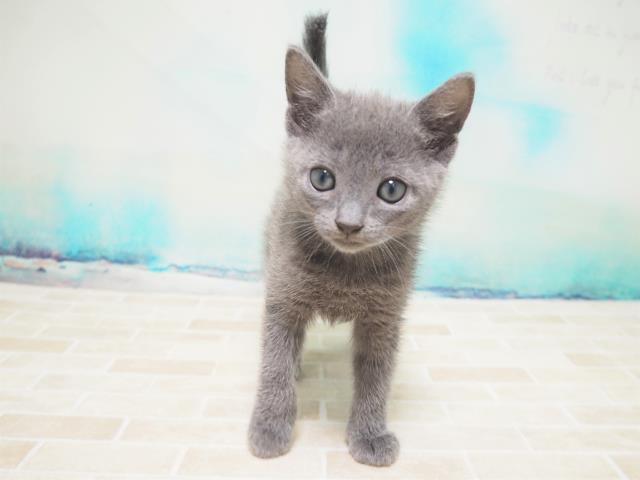 ワンちゃん ネコちゃん 子犬 子猫 検索結果 ペットショップcoo Riku