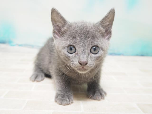 ワンちゃん ネコちゃん 子犬 子猫 検索結果 ペットショップcoo Riku