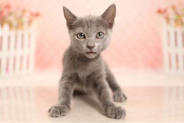 ロシアンブルーの子猫 メス 筑後店 ペットショップcoo Riku