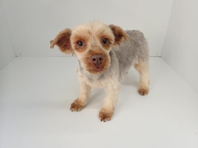 ヨークシャーテリア