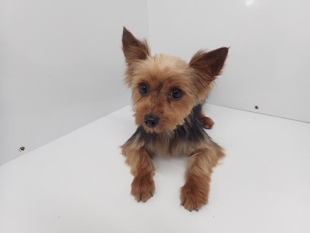 ヨークシャーテリア