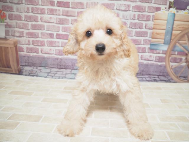 トイ プードルの子犬 メス 札幌西店 ペットショップcoo Riku