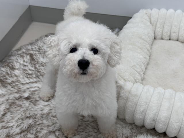 トイ・プードル