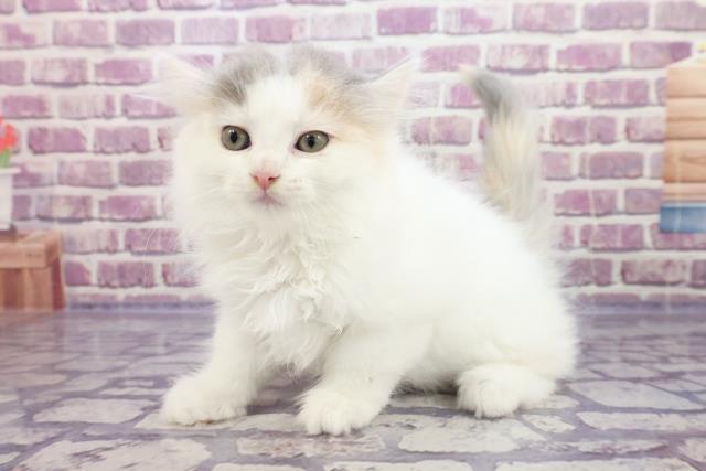 ラガマフィンの子猫 メス 上越店 ペットショップcoo Riku ラガマフィンの子猫 メス 上越店 ペットショップcoo Riku
