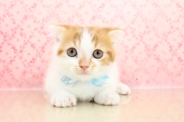 八戸店のご案内 八戸市長苗代前田 ペットショップcoo Riku