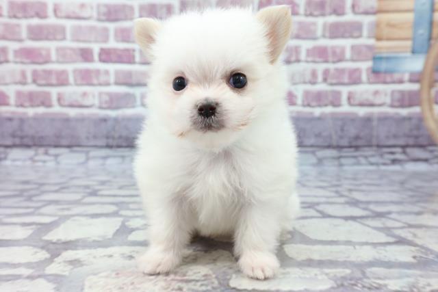 一緒におでかけ お散歩犬特集 ペットショップcoo Riku