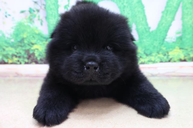 チャウチャウの子犬一覧 ペットショップcoo Riku