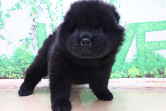 チャウチャウの子犬一覧 ペットショップcoo Riku