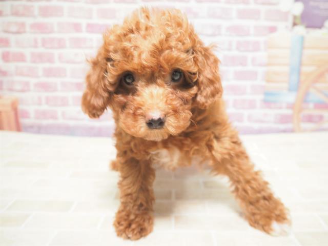 トイ プードルの子犬 メス 札幌西店 ペットショップcoo Riku