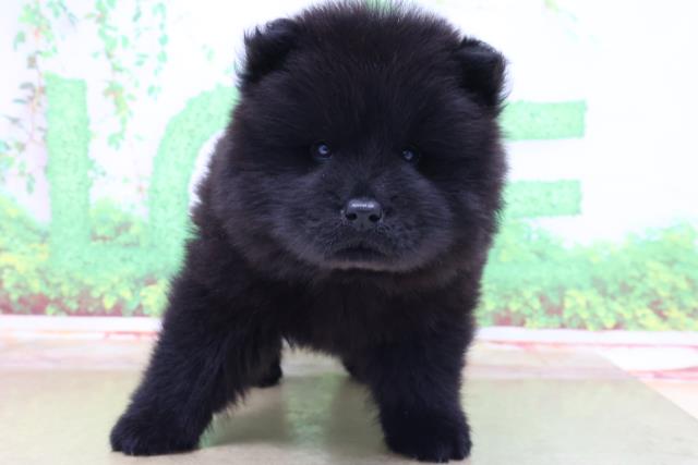 チャウチャウの子犬一覧 ペットショップcoo Riku