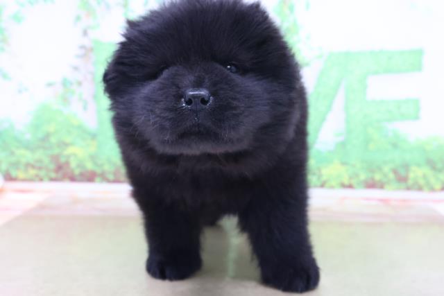 チャウチャウの子犬一覧 ペットショップcoo Riku