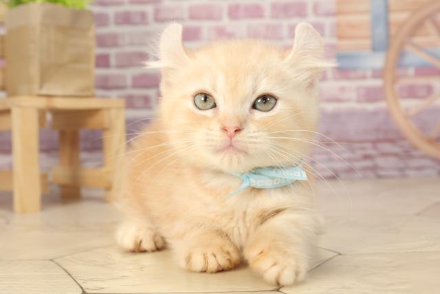 埼玉県のキンカロー (Coo&RIKUアニマルケアセンター大宮/2022年8月6日生まれ/男の子/クリームタビー)の子猫