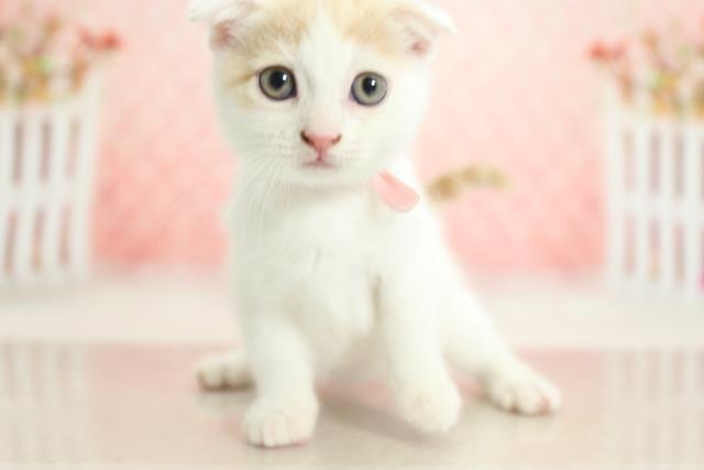 スコティッシュフォールドの子猫 メス 徳島店 ペットショップcoo Riku