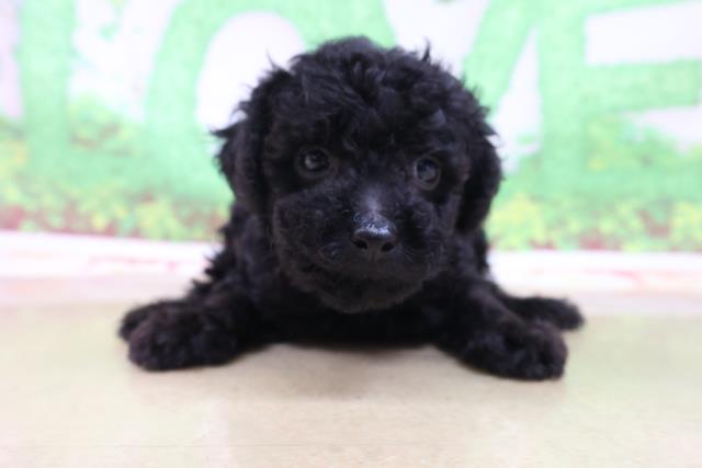 八戸店のご案内 八戸市長苗代前田 ペットショップcoo Riku