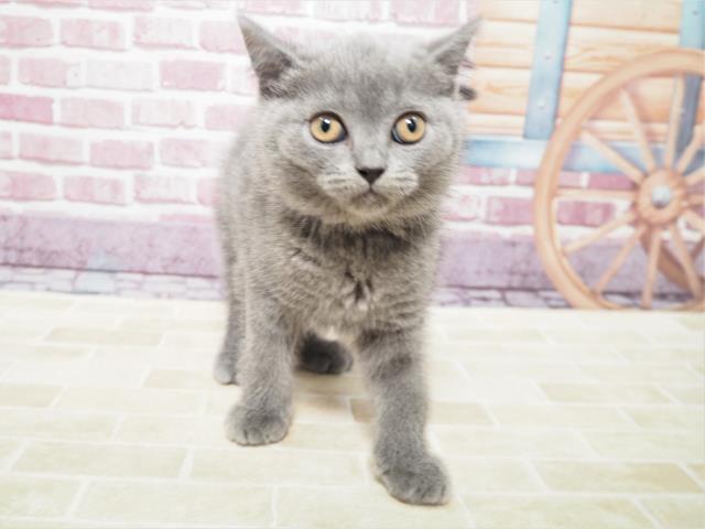 ブリティッシュショートヘアー