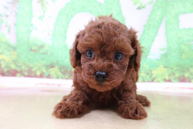 池袋西口店のご案内 豊島区西池袋 ペットショップcoo Riku