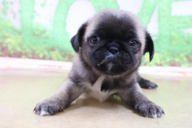 八戸店のご案内 八戸市長苗代前田 ペットショップcoo Riku