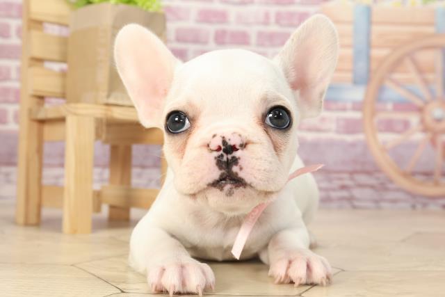 Www Pet Coo Com Coo Image Pet Photo Jpg