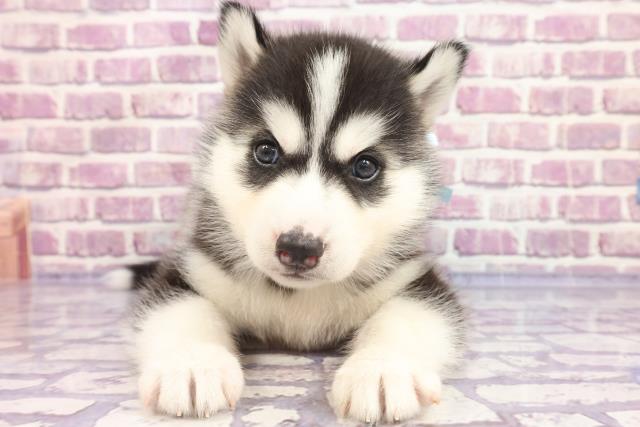 シベリアンハスキーの子犬一覧 ペットショップcoo Riku