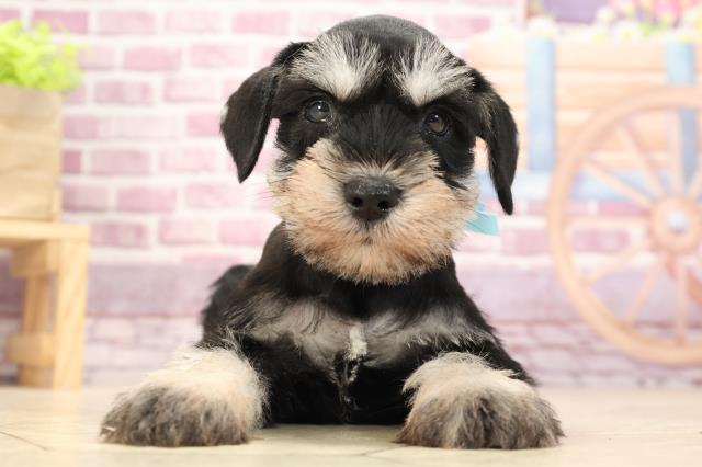 ペットショップcoo Riku ミニチュア シュナウザー ペットショップcoo Riku ミニチュア シュナウザー