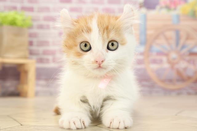 静岡県のキンカロー (Coo&RIKU静岡SBS通り店/2022年8月26日生まれ/女の子/レッドタビーホワイト)の子猫