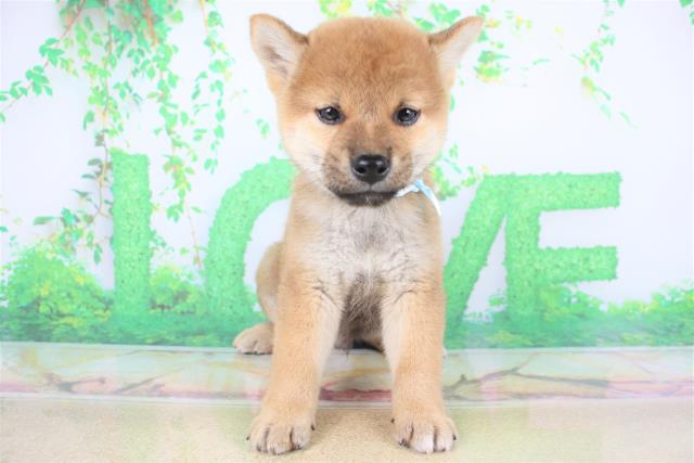 譲渡犬一覧 ペットショップcoo Riku