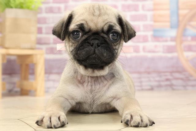 パグの子犬 オス 名古屋みなと店 ペットショップcoo Riku