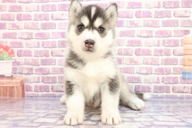 シベリアンハスキーの子犬一覧 ペットショップcoo Riku