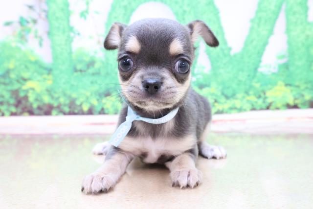 チワワ スムースコート の子犬一覧 ペットショップcoo Riku