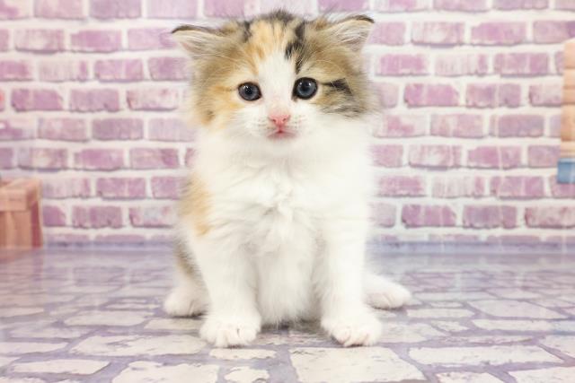 ノルウェージャン フォレストキャットの子猫 メス 川崎銀柳街店 ペットショップcoo Riku ノルウェージャン フォレストキャットの子猫 メス 川崎銀柳街店 ペットショップcoo Riku