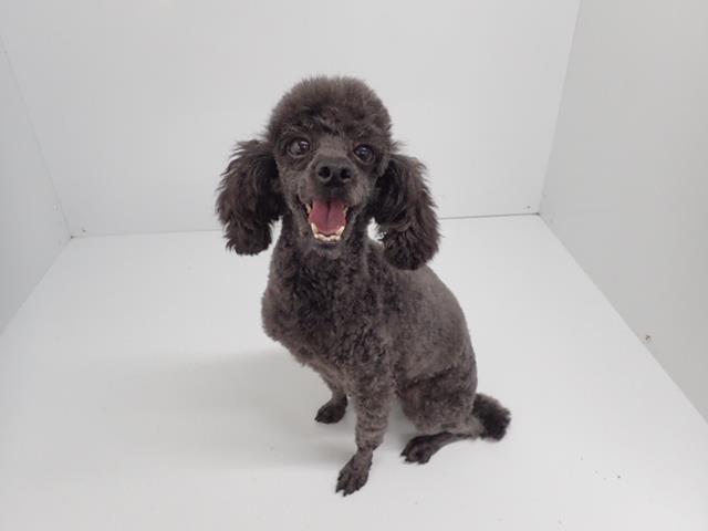 トイ・プードル