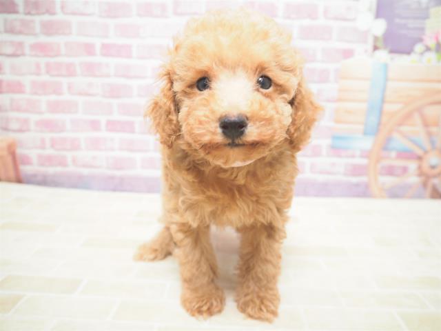 トイ プードルの子犬 メス 札幌西店 ペットショップcoo Riku