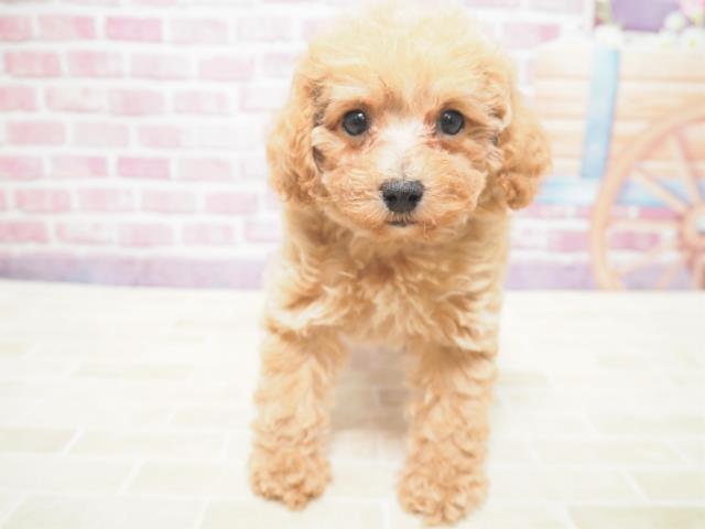 トイ プードルの子犬 メス 札幌東店 ペットショップcoo Riku