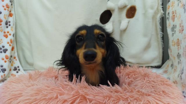 ミニチュア・ダックスフンド