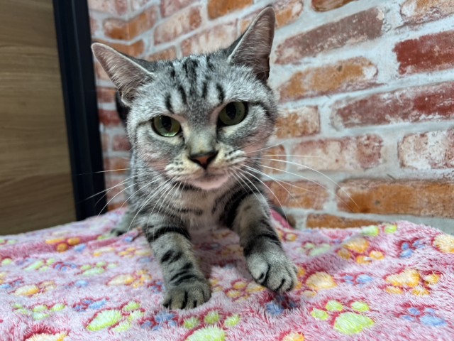 神奈川県のアメリカンショートヘアー (Coo&RIKU長津田店/2022年8月27日生まれ/女の子/シルバークラシックタビー)の子猫の1枚目の画像