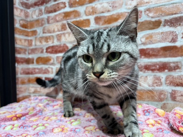 神奈川県のアメリカンショートヘアー (Coo&RIKU長津田店/2022年8月27日生まれ/女の子/シルバークラシックタビー)の子猫の2枚目の画像