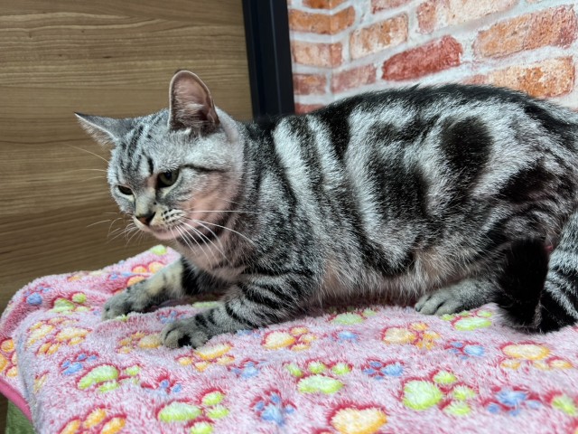 神奈川県のアメリカンショートヘアー (Coo&RIKU長津田店/2022年8月27日生まれ/女の子/シルバークラシックタビー)の子猫の3枚目の画像