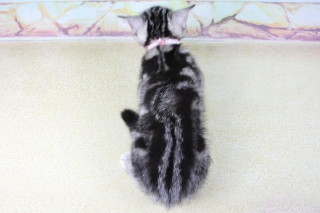 神奈川県のアメリカンショートヘアー (Coo&RIKU長津田店/2022年8月27日生まれ/女の子/シルバークラシックタビー)の子猫の4枚目の画像