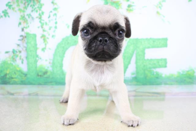 パグの子犬 メス 心斎橋店 ペットショップcoo Riku