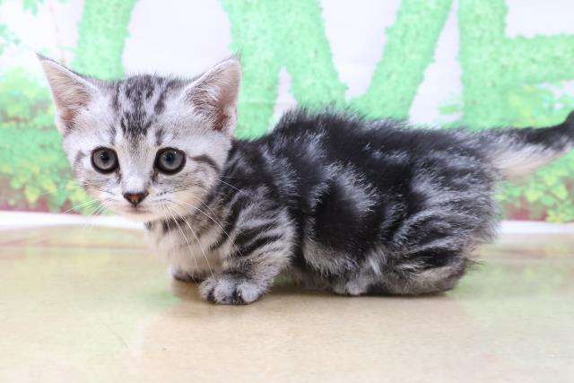 ラリックの猫 猫のクリスタル 里親募集 謹璽 ラリックの猫 猫のクリスタル 里親募集 謹璽