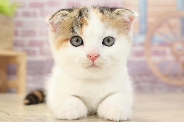 スコティッシュフォールドの子猫 メス 沼津店 ペットショップcoo Riku