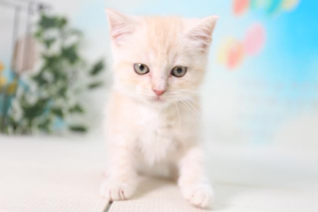 スコティッシュフォールドの子猫 オス 福岡東店 ペットショップcoo Riku