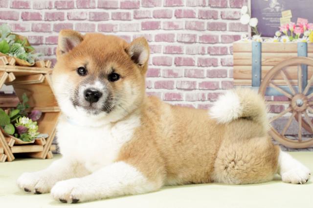 譲渡犬一覧 ペットショップcoo Riku 譲渡犬一覧 ペットショップcoo Riku