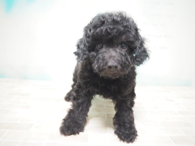 トイ プードルの子犬 オス 札幌東店 ペットショップcoo Riku
