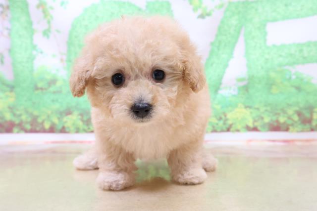 北海道のトイプードル (Coo&RIKU苫小牧店/2022年9月10日生まれ/女の子/アプリコット)の子犬