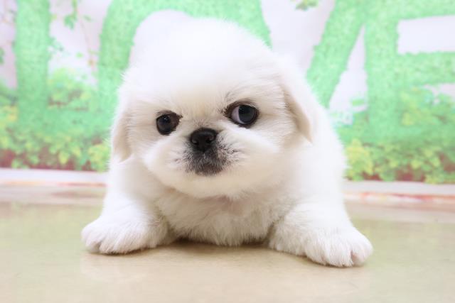 ペキニーズの子犬一覧 ペットショップcoo Riku