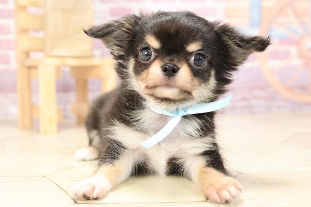 チワワ ロングコート の子犬 オス 半田店 ペットショップcoo Riku