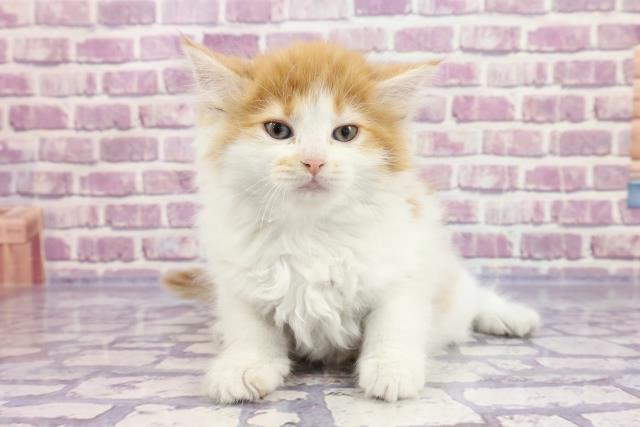 福島県のサイベリアン (Coo&RIKU郡山店/2022年9月12日生まれ/女の子/レッドタビーホワイト)の子猫の1枚目の画像