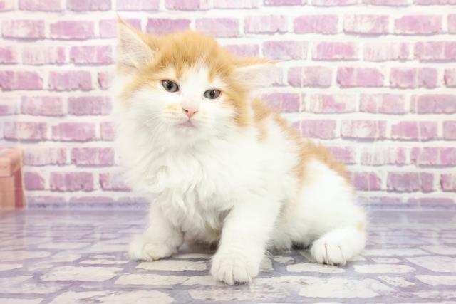 福島県のサイベリアン (Coo&RIKU郡山店/2022年9月12日生まれ/女の子/レッドタビーホワイト)の子猫の2枚目の画像